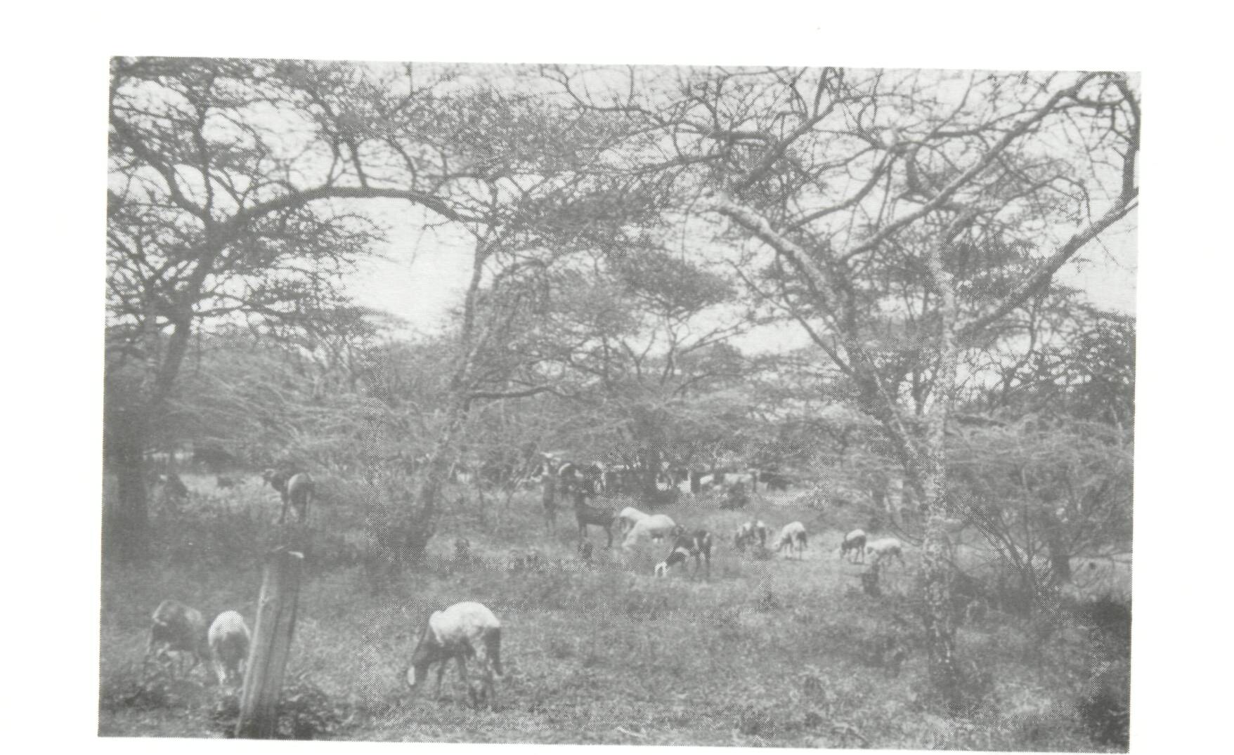 3.2_Agroforestry in the dry zones of Africa: past, present and future_2